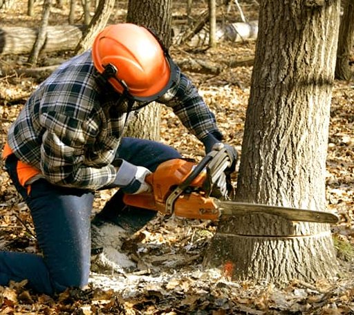 Tree Removal in Bayfield, WI